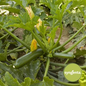 Овощная усадьба | Зелёный Апеннинский гость Кабачок – это овощ, который  может основательно запутать своих почитателей. Мало того, что сам он в  биологическом смысле является не отдельным видом, а подвидом тыквы, так